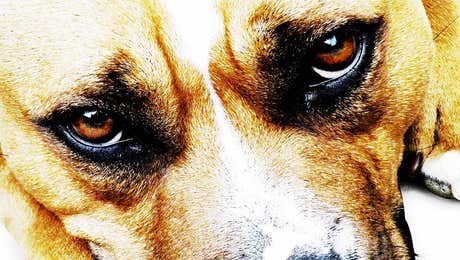 Staffordshire Bull Terrier Art