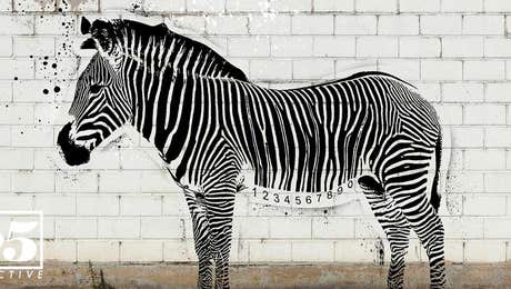 Stencil Animals