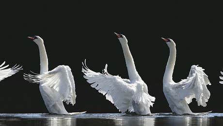 Swan Art