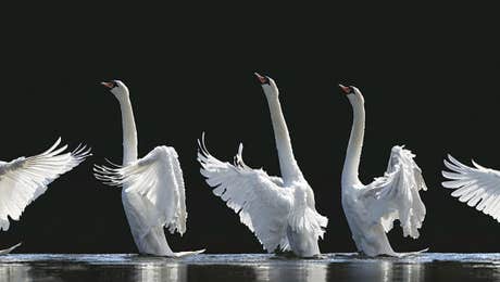 Swan Art