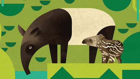 Tapirs