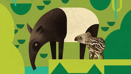 Tapirs