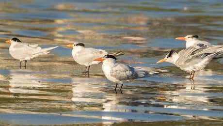 Tern Art