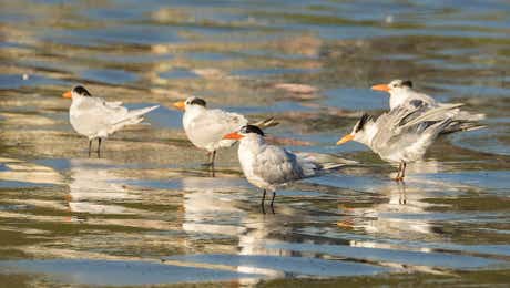 Tern Art