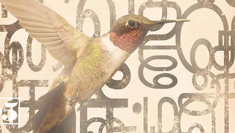 The Bird is the Word