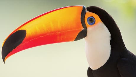 Toucan Art