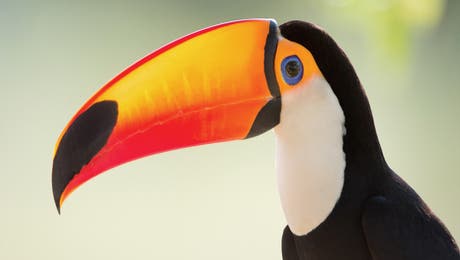 Toucan Art