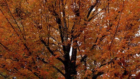 Tree Close-Up Art