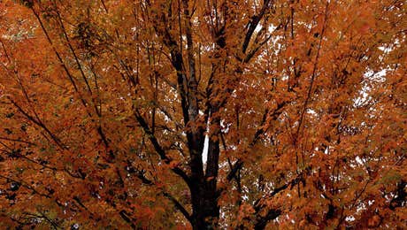 Tree Close-Up Art