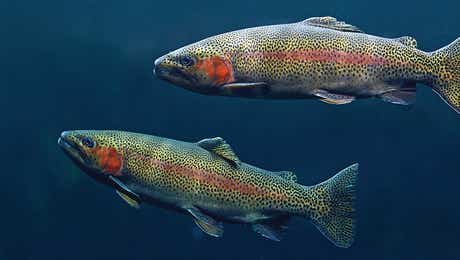 Trout Art