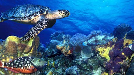 Turtle Art