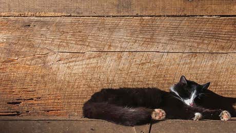 Tuxedo Cat Art