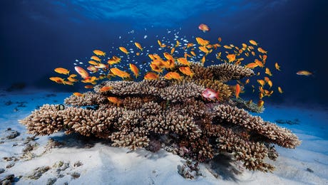 Underwater Art