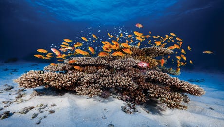 Underwater Art