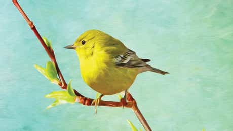 Warbler Art