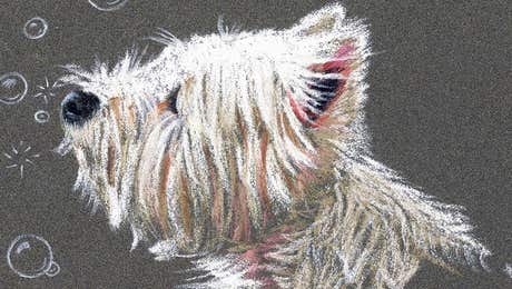 West Highland White Terrier Art