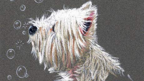 West Highland White Terrier Art