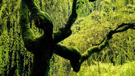 Willow Tree Art