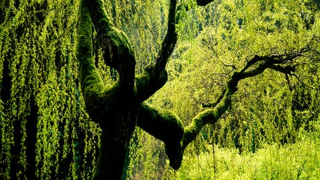 Willow Tree Art