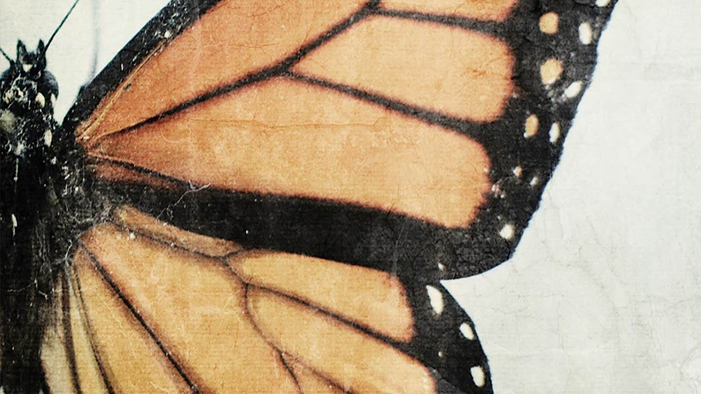 Wings Art - Canvas Prints & Wall Art | iCanvas