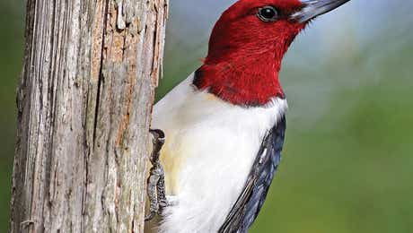 Woodpecker Art