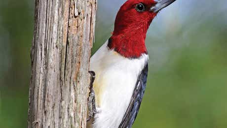 Woodpecker Art