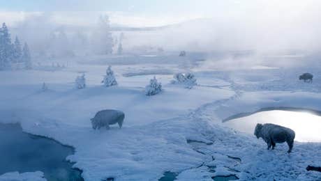 Yellowstone National Park Art