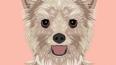 Yorkshire Terrier Art