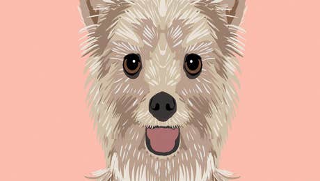 Yorkshire Terrier Art