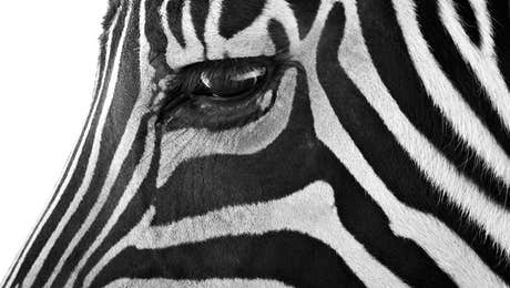 Zebra Art