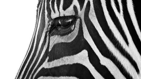 Zebra Art