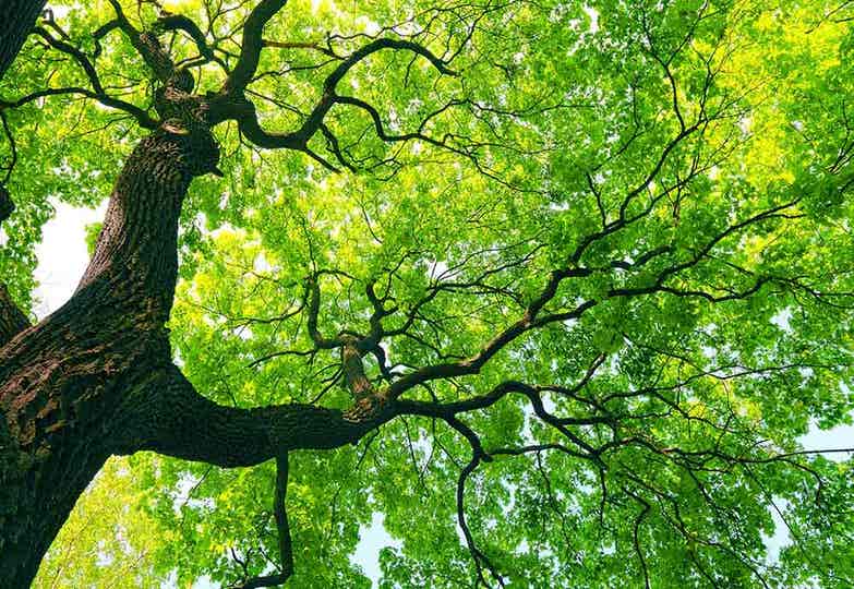 Our Quality Eco Friendly Optimized