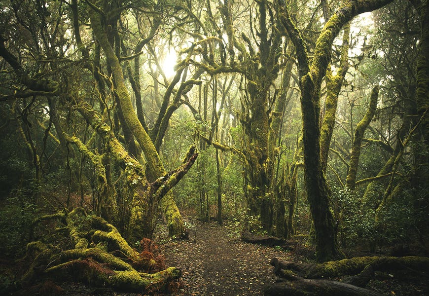 Misty Forest by Annabelle Chabert