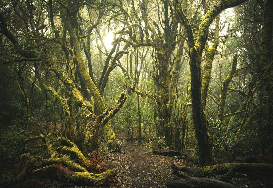 Misty Forest by Annabelle Chabert