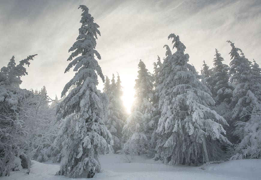 Snowy Forest by Annabelle Chabert