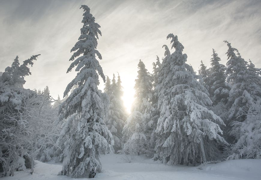 Snowy Forest by Annabelle Chabert