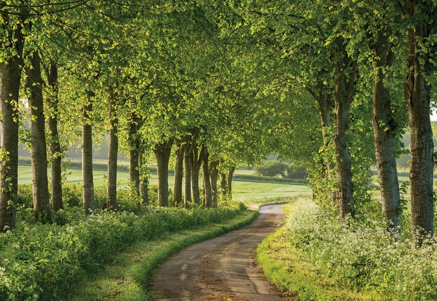 Country Ways by Adam Burton