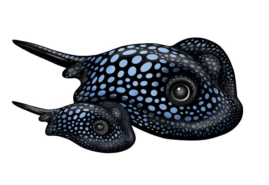 Blue Spot Rays by Ann Hutchinson