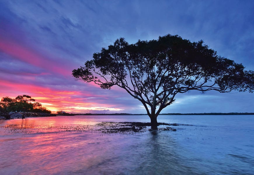River Tree by Ben Mulder