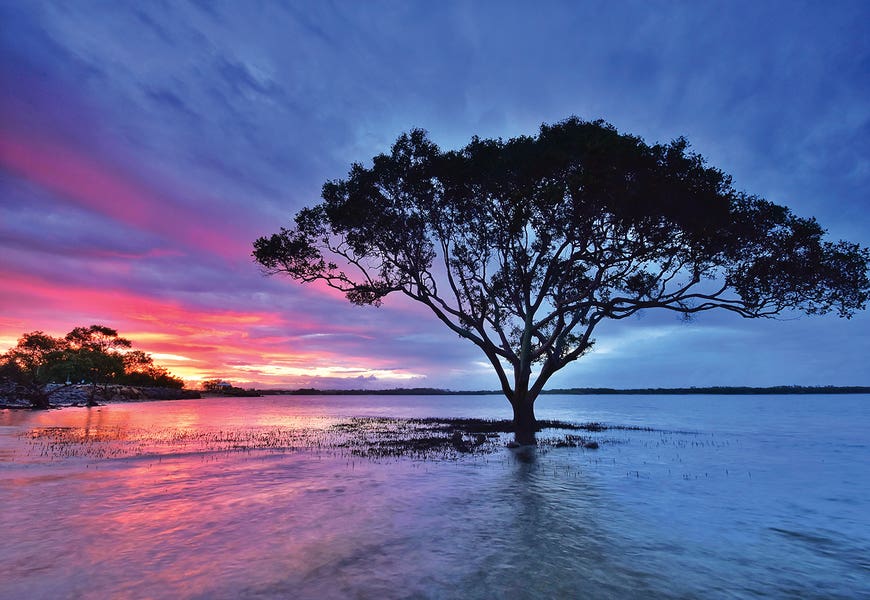 River Tree by Ben Mulder