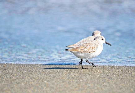 Birds