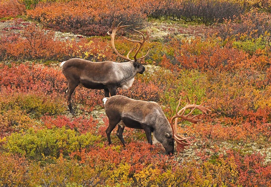 Caribou On Tundra by Brian Wolf