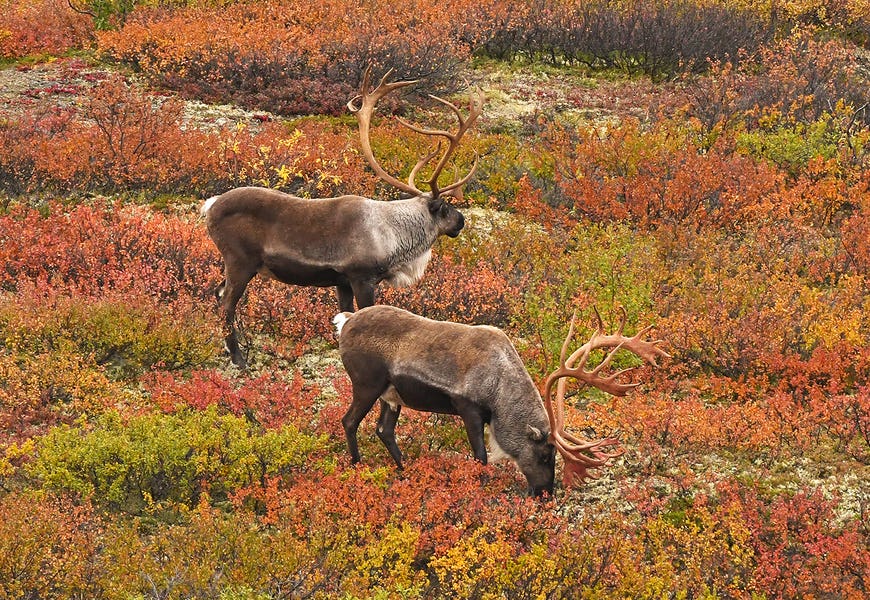 Caribou On Tundra by Brian Wolf