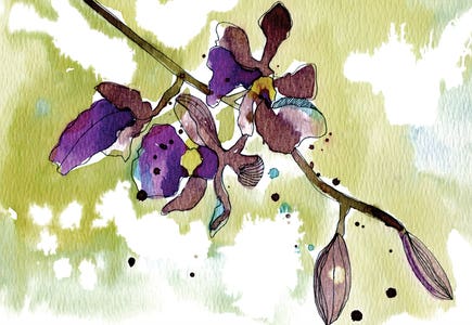 Purple Orchids by Cayena Blanca