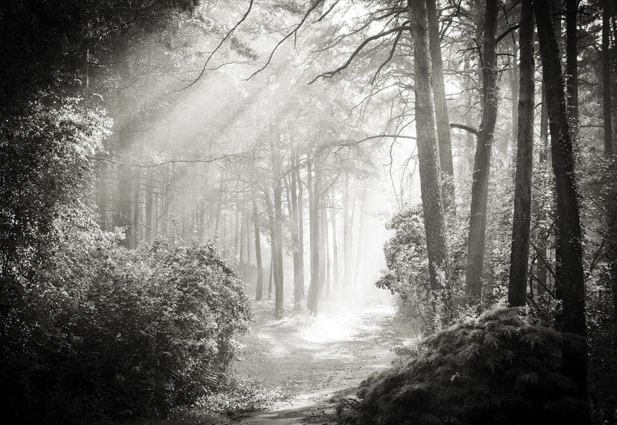 Into The Forest II by Dorit Fuhg