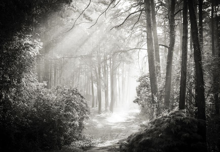 Into The Forest II by Dorit Fuhg