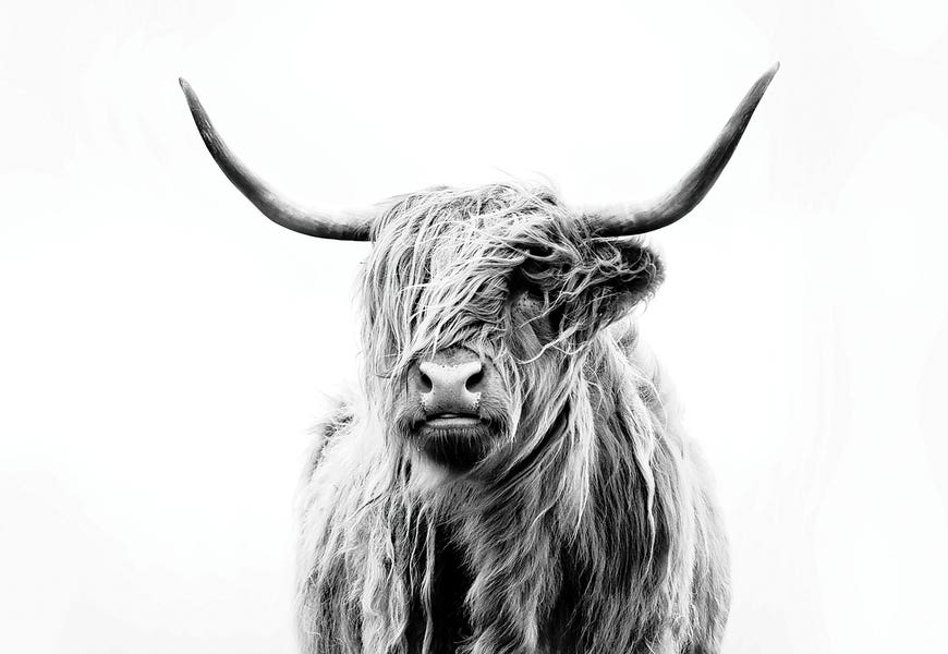 Portrait Of A Highland Cow by Dorit Fuhg