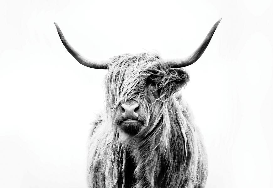 Portrait Of A Highland Cow by Dorit Fuhg