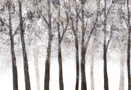 Forests