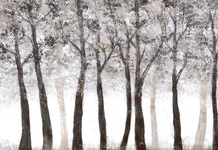 Forests